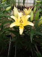 [5192 Yellow Strike VWS No01.JPG]